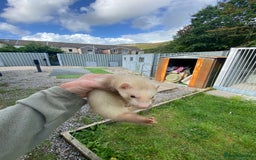 Ferret rodents for sale: Ferrets for sale - Image 5