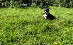 Border Collie dogs for sale: 4 border collie males looking for forever homes  - Image 30