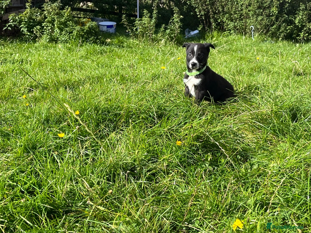 Border Collie dogs for sale: 4 border collie males looking for forever homes  - Image 30