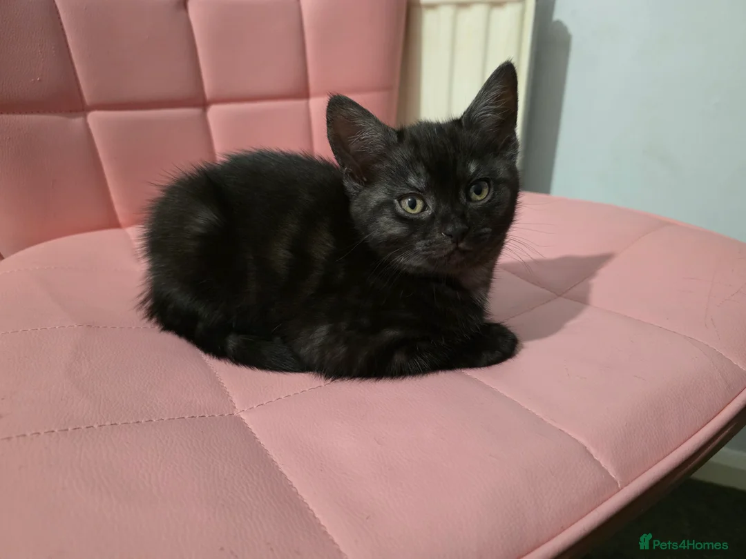 Mixed Breed cats for sale: Loveley Kittens looking for home - Advert 10