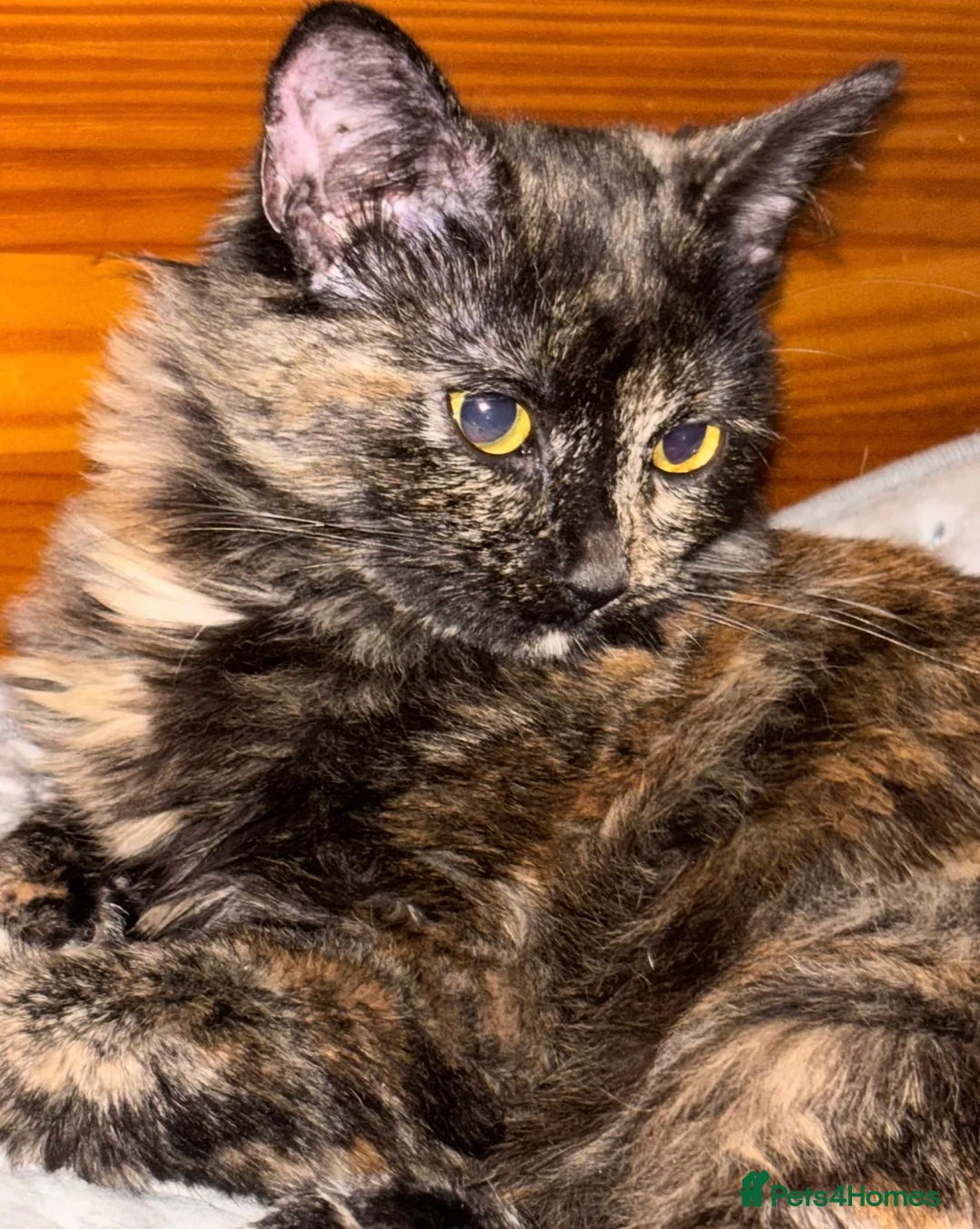 Mixed Breed cats for adoption: 8 month old Female Naughty Torti loving & playful  - Advert 1