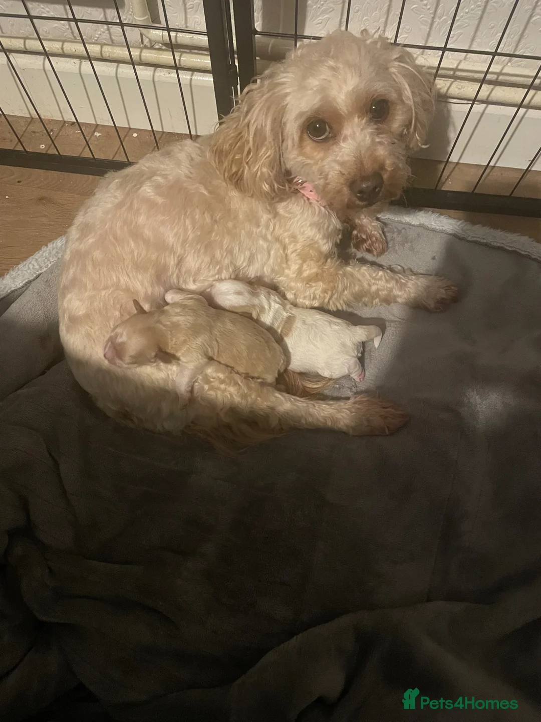 Mixed Breed dogs for sale: Shihzu x poodle x bichon   in Sutton-in-Ashfield - Advert 2