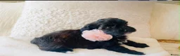 Maltipoo dogs for sale: Stunning F1 Toy Maltipoo Puppies - Boy & Girl - Advert 5
