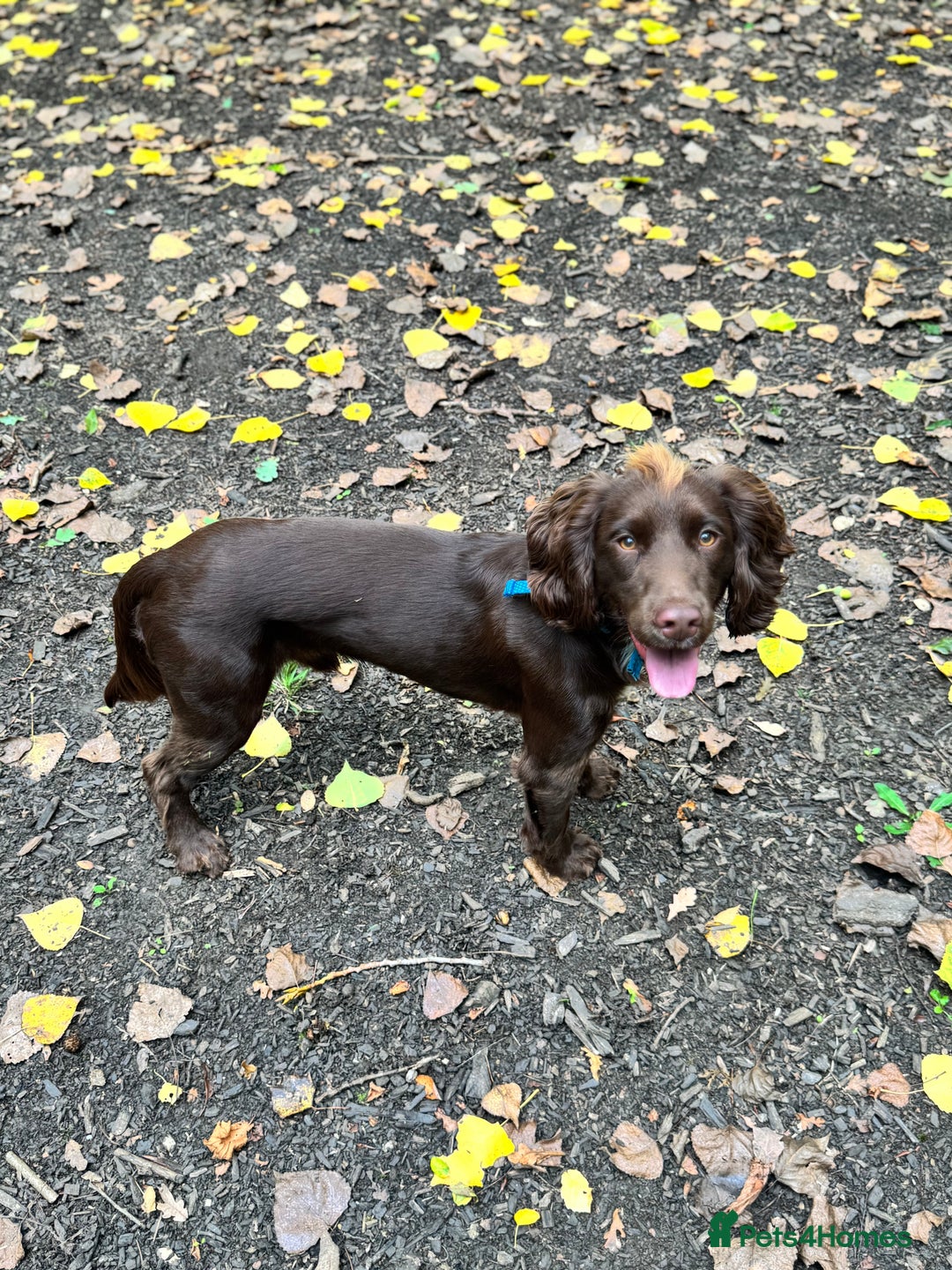 Cocker Spaniel dogs for sale: Chocolate Cocker  - Advert 5