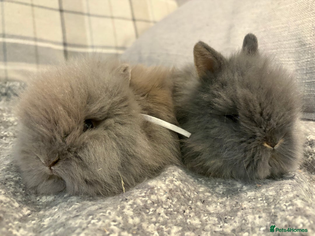 Lionhead rabbits for sale: Double maned lion head bunnies for sale  - Image 3