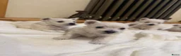West Highland Terrier dogs for sale: KC Westies  - Advert 6