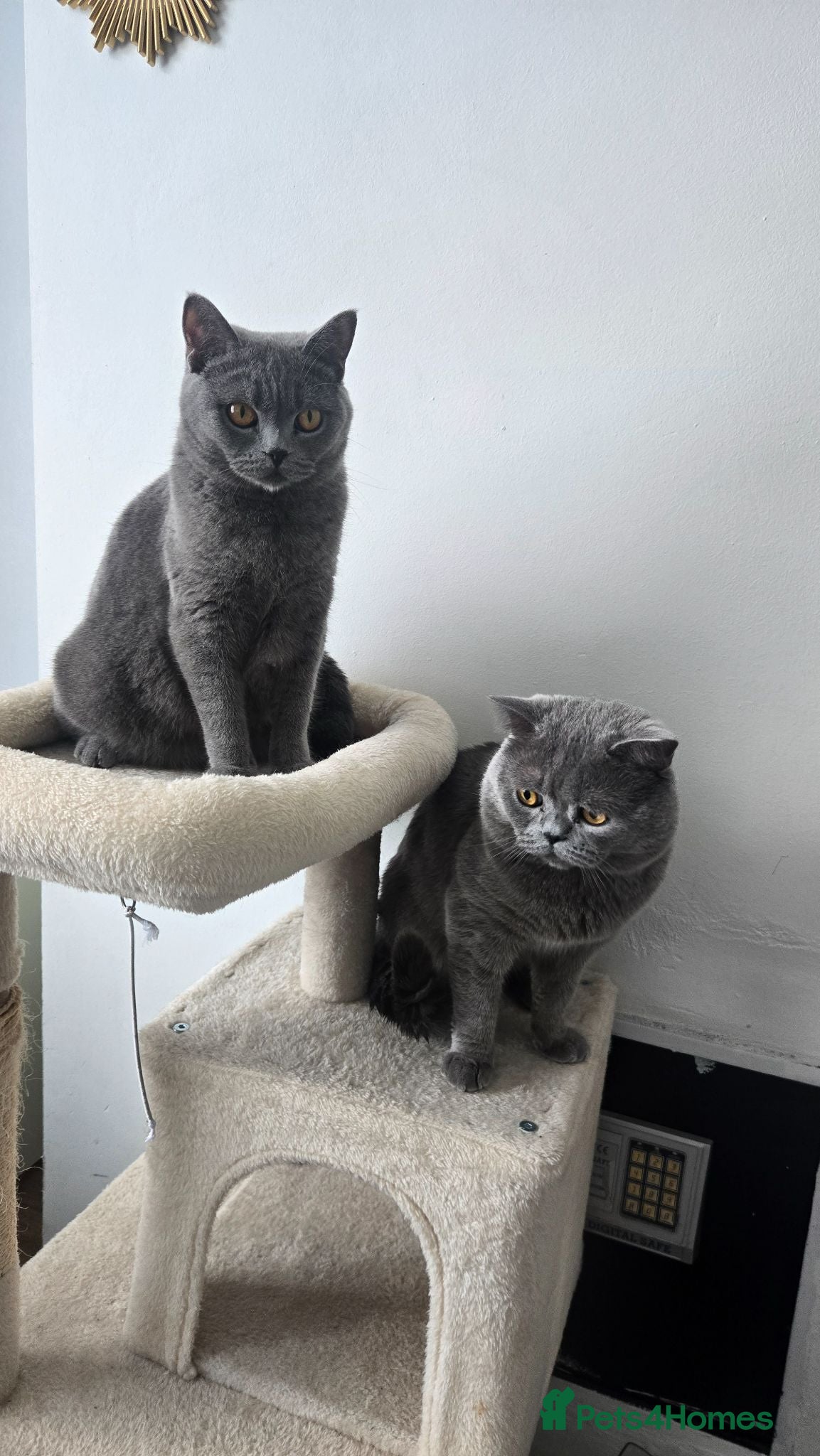 British Shorthair cats 3 little boys 🐈🐈 - Advert 4