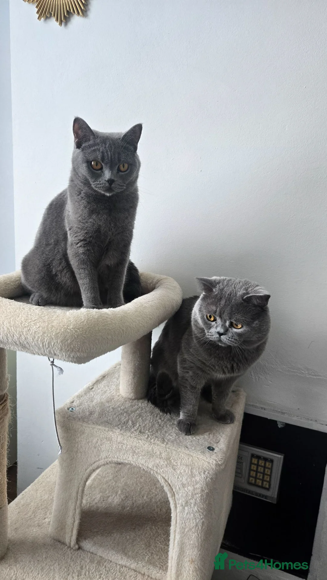 British Shorthair cats for sale: 3 little boys 🐈🐈 in Dagenham - Advert 1