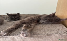 Maine Coon cats for sale: Blue Maine Coon kittens - Image 21