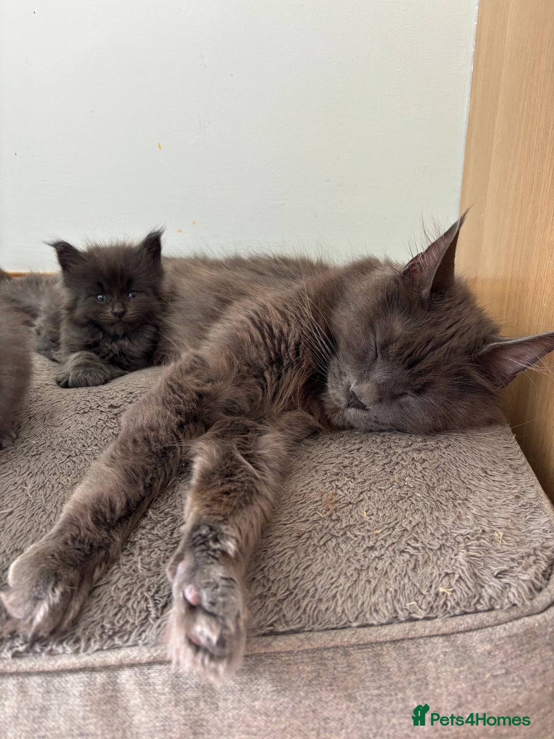Maine Coon cats for sale: Blue Maine Coon kittens - Image 21