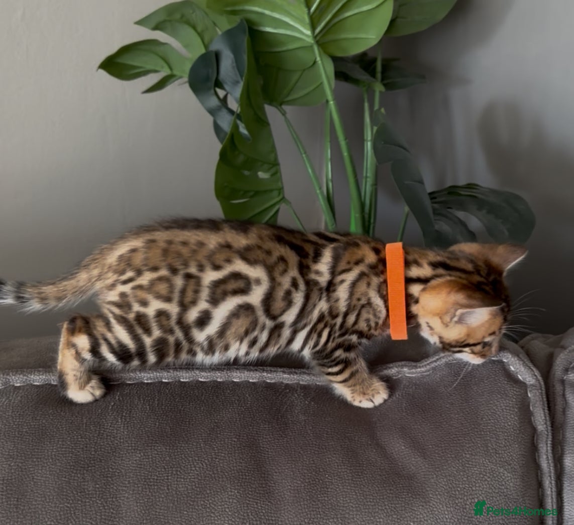 Bengal cats Beautiful Pedigree Bengal kittens for sale- 2 left - Advert 5