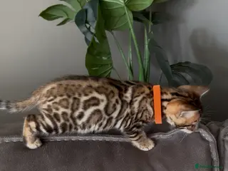 Bengal cats Beautiful Pedigree Bengal kittens for sale- 2 left - Advert 5