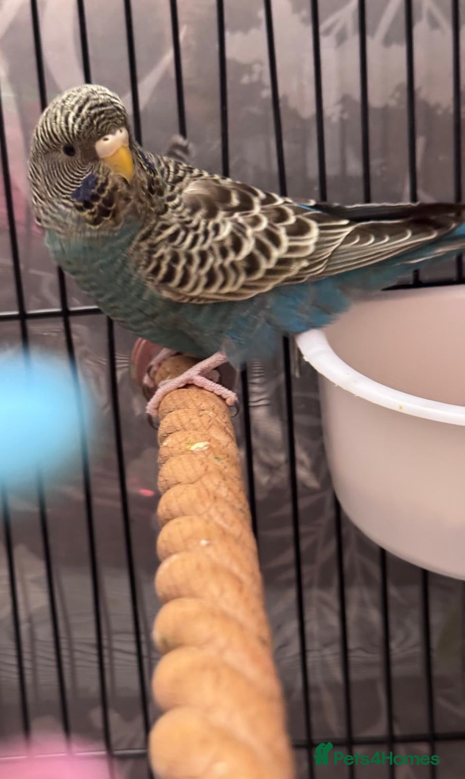 Budgerigars birds Bf split bw/hagomoro hen - Advert 14