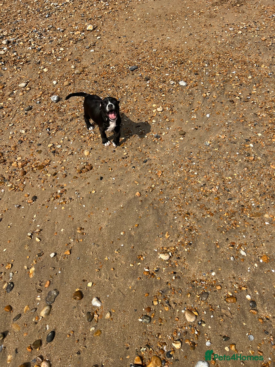 Mixed Breed dogs for sale: Female cocker bull  - Advert 10