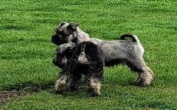 Miniature Schnauzer dogs for sale: Vaccinated and health Checked Mini Schnauzer Pups - Image 7