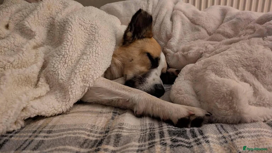 Mixed Breed dogs for adoption: Meet Ruby, currently residing in Lancashire  in Rochdale - Advert 2