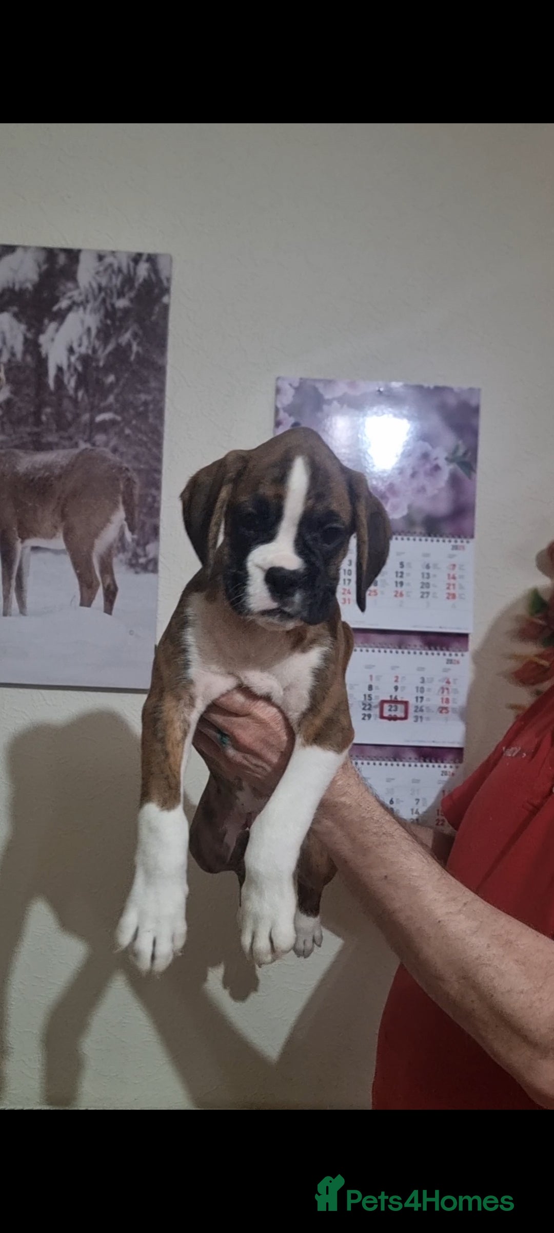 Boxer dogs Ready Now Outstanding  KC Boxer puppies - Advert 4