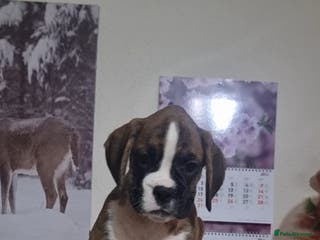 Boxer dogs Ready Now Outstanding KC Boxer puppies - Advert 4