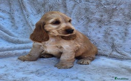Cocker Spaniel dogs for sale: Kc reg Show Cocker Spaniels  - Image 8