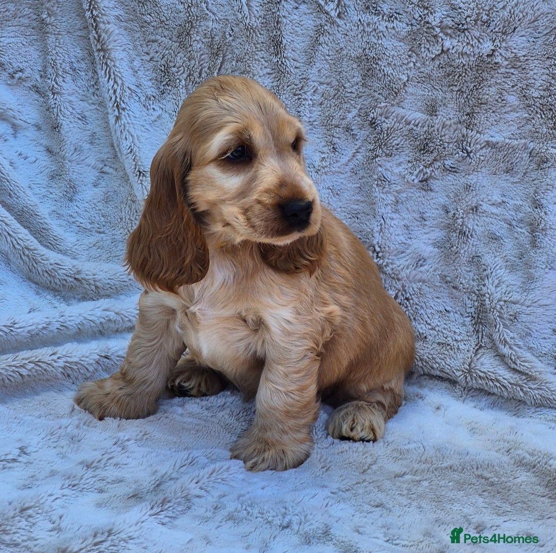 Cocker Spaniel dogs for sale: Kc reg Show Cocker Spaniels  - Image 8