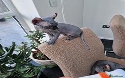 Sphynx cats for sale: Amazing kittens  - Image 31