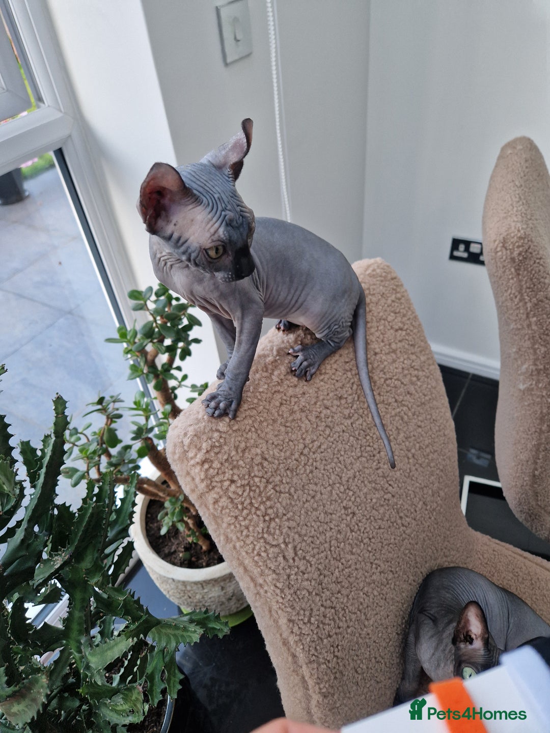 Sphynx cats for sale: Amazing kittens  - Image 31