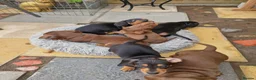 Miniature Dachshund dogs for sale: 3 miniature dachshund dogs 6 weeks - Advert 4