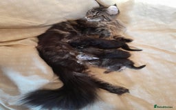 Maine Coon cats for sale: black silver classic tabby polydactyl girlTICA MC - Advert 5