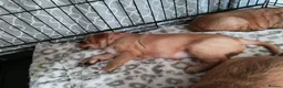 Golden Retriever dogs for sale: 1 boy ready to leave KC reg Red Golden retriever - Advert 18