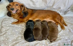 Miniature Dachshund dogs for sale: Long Haired Miniature Dachshund puppies - Image 19