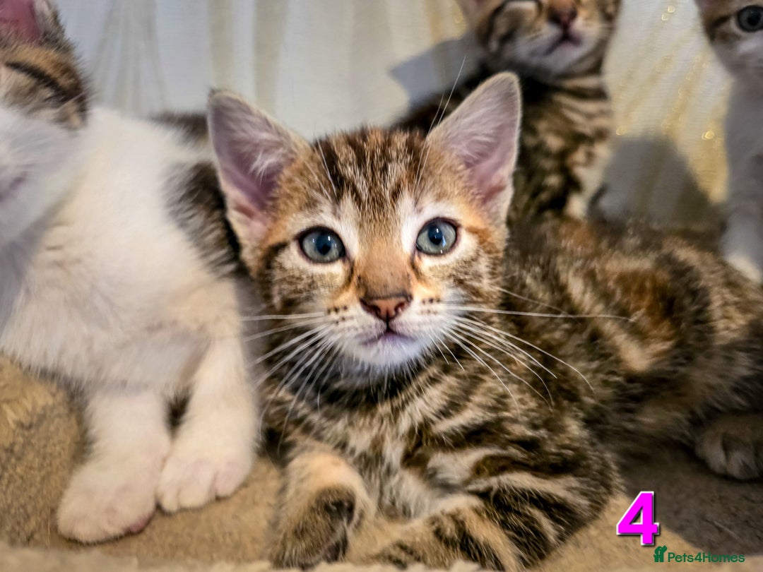 Mixed Breed cats for sale: 7 adorable kittens looking for loving homes - Image 11