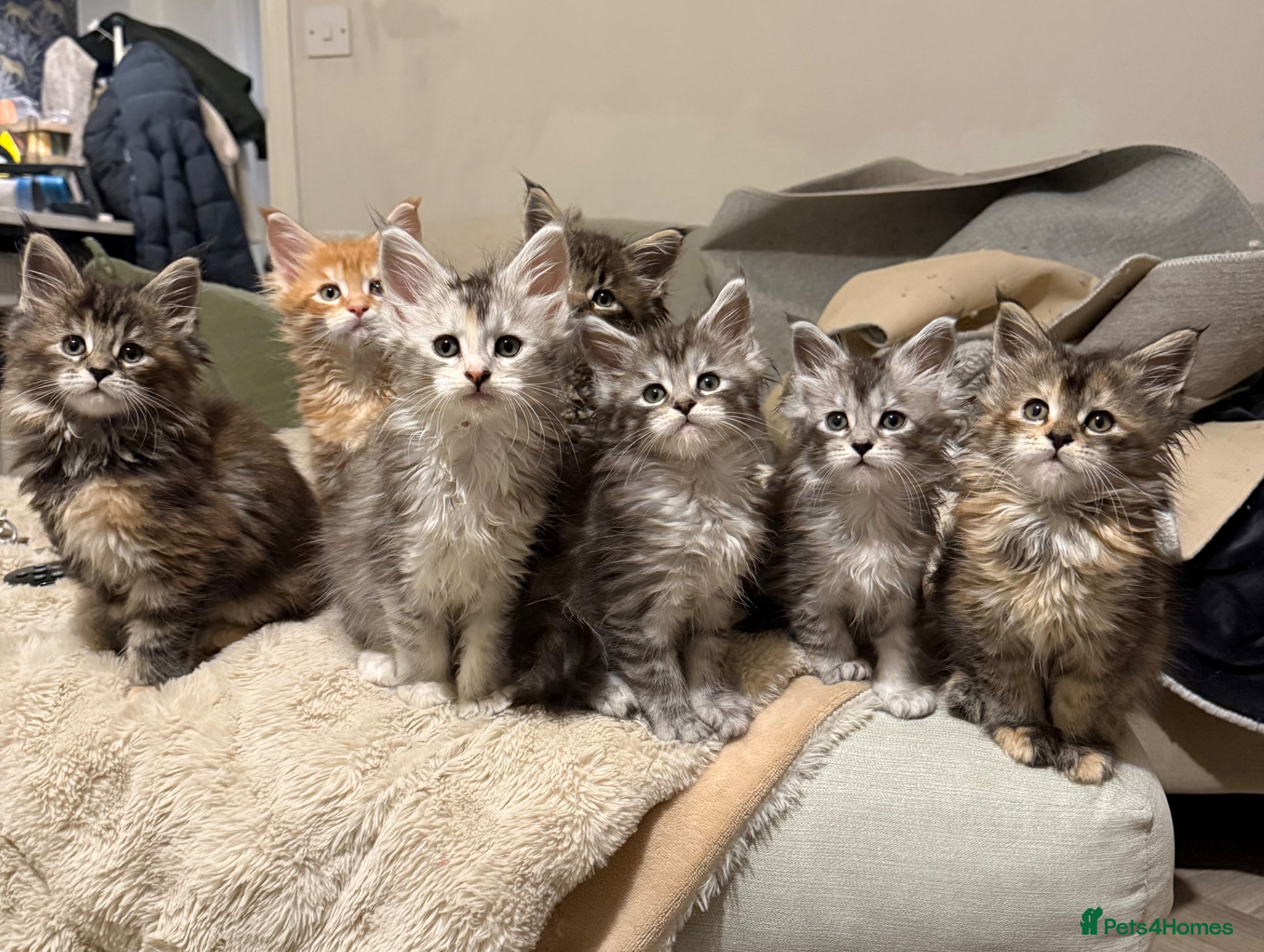 Maine Coon cats Maine coon kittens - Advert 1