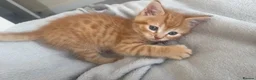 Bengal cats for sale: Beautiful boy kitten left mixed with bengal  - Advert 4