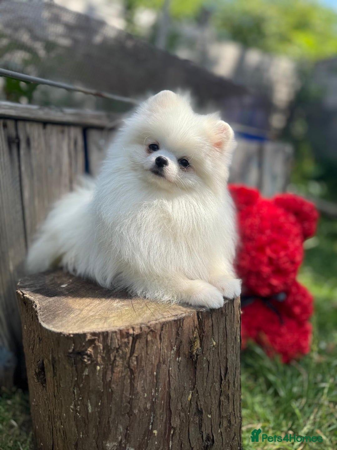 Pomeranian dogs for sale: White and Orange Pomeranian Boys in London - Image 12
