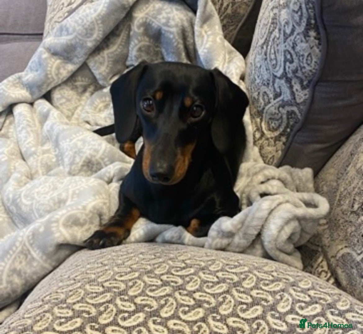 Mixed Breed dogs Dachshund x Floodle puppies  - Advert 1