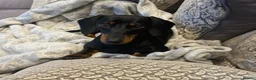 Mixed Breed dogs for sale: Dachshund x Floodle puppies  in Chelmsford - Advert 1