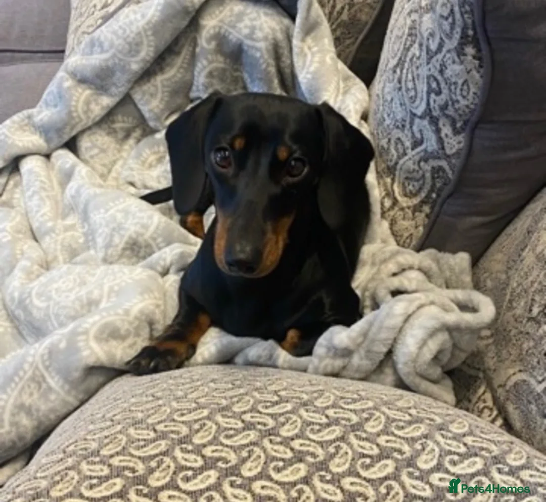 Mixed Breed dogs for sale: Dachshund x Floodle puppies  in Chelmsford - Advert 1