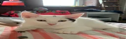 Mixed Breed cats for sale: 2 adorable boys  - Advert 5