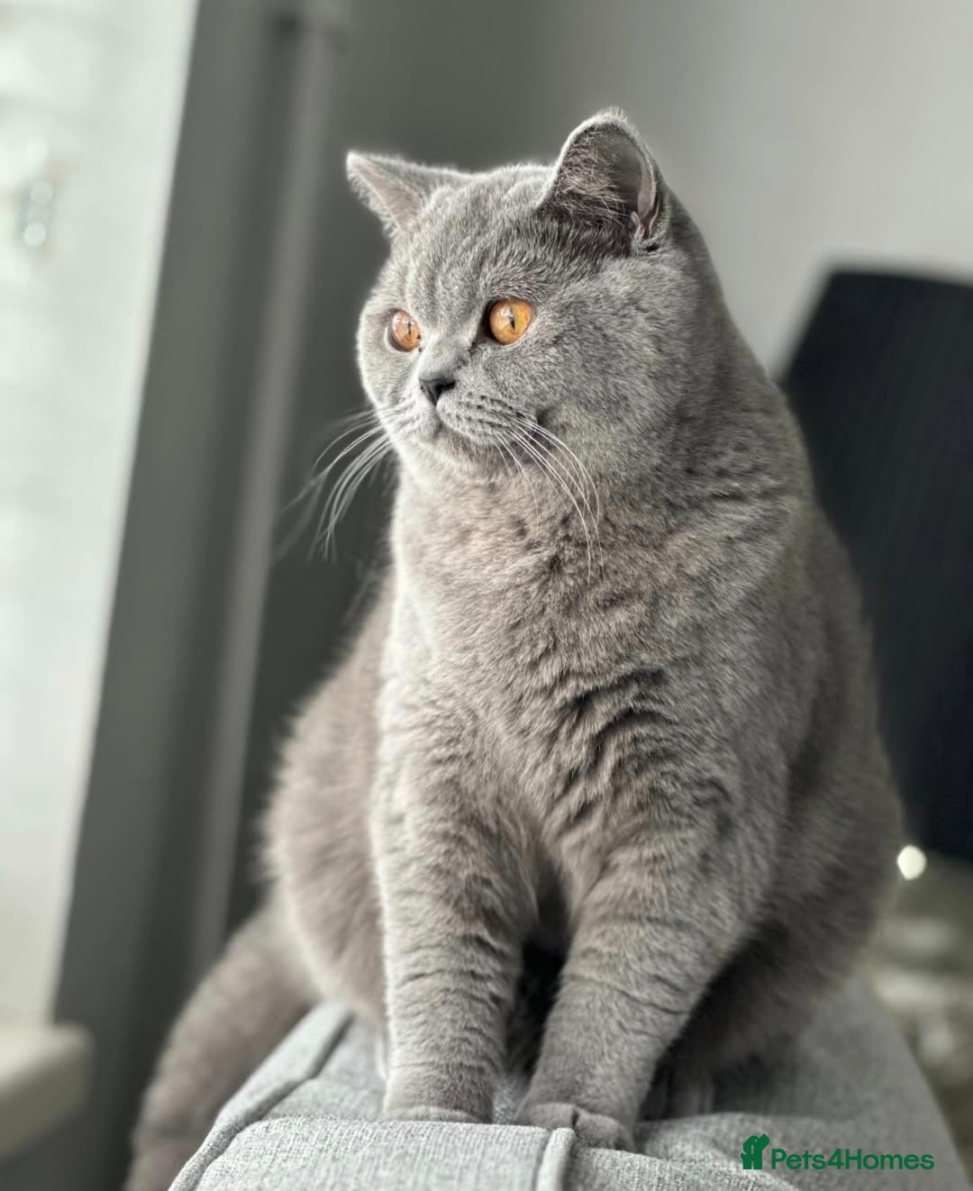 British Shorthair cats for sale: TOP QUALITY CHAMPION🏆 BRITISH SHORTHAIR KITTENS in Swadlincote - Image 13