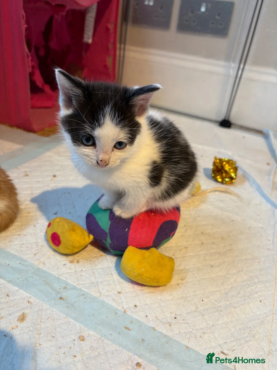 Mixed Breed cats for sale: Part ragdol kittens READY TO LEAVE  - Advert 16