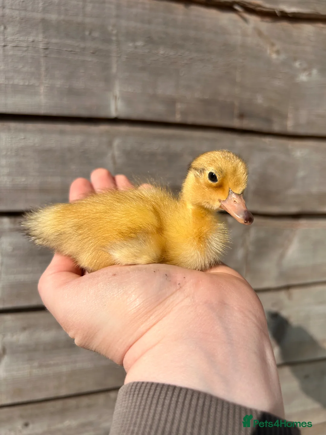 Ducks poultry for sale: Runner ducklings - Advert 2