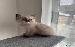 Mixed Breed cats for sale: 5 Half-Ragdoll kittens ❤️ - Image 10