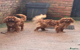 Cavapoo dogs for sale: Stunning Cavapoo boys  - Image 1