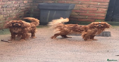 Cavapoo dogs - Advert 10