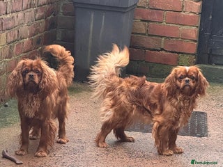 Cavapoo dogs for sale - Advert 1