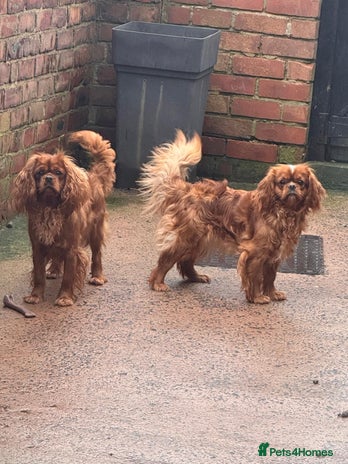 Cavapoo dogs - Advert 1