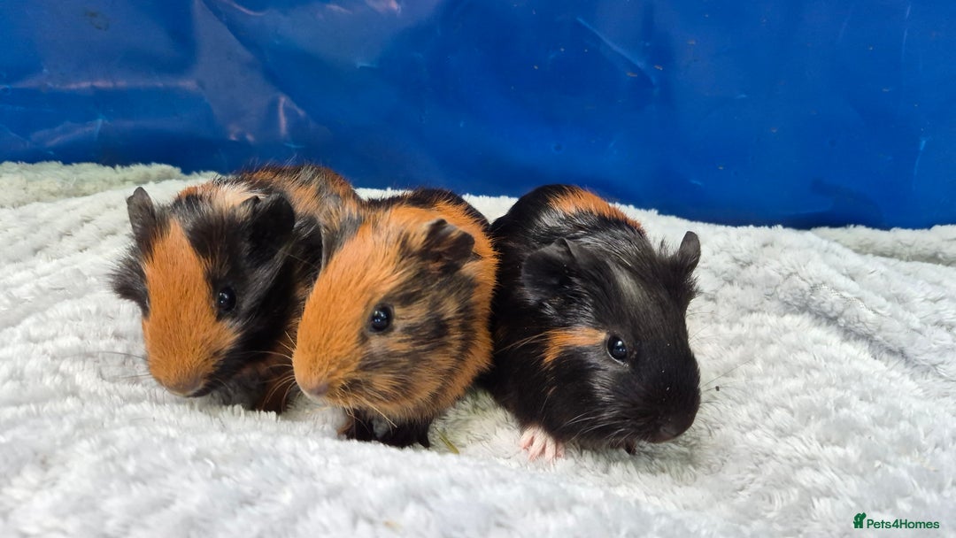 Guinea Pig rodents for sale: Guinea pig boars - Image 2