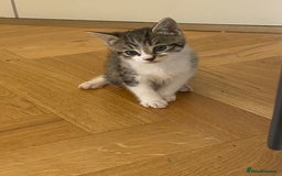 Mixed Breed cats for sale: 2 beautiful male kittens - Image 5