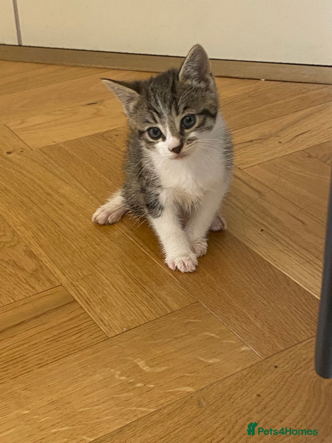 Mixed Breed cats for sale: 2 beautiful male kittens - Image 5