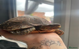 Turtle reptiles for sale: Wood painted turtle  - Image 2